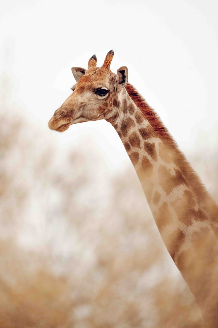 Namibia desert giraffe