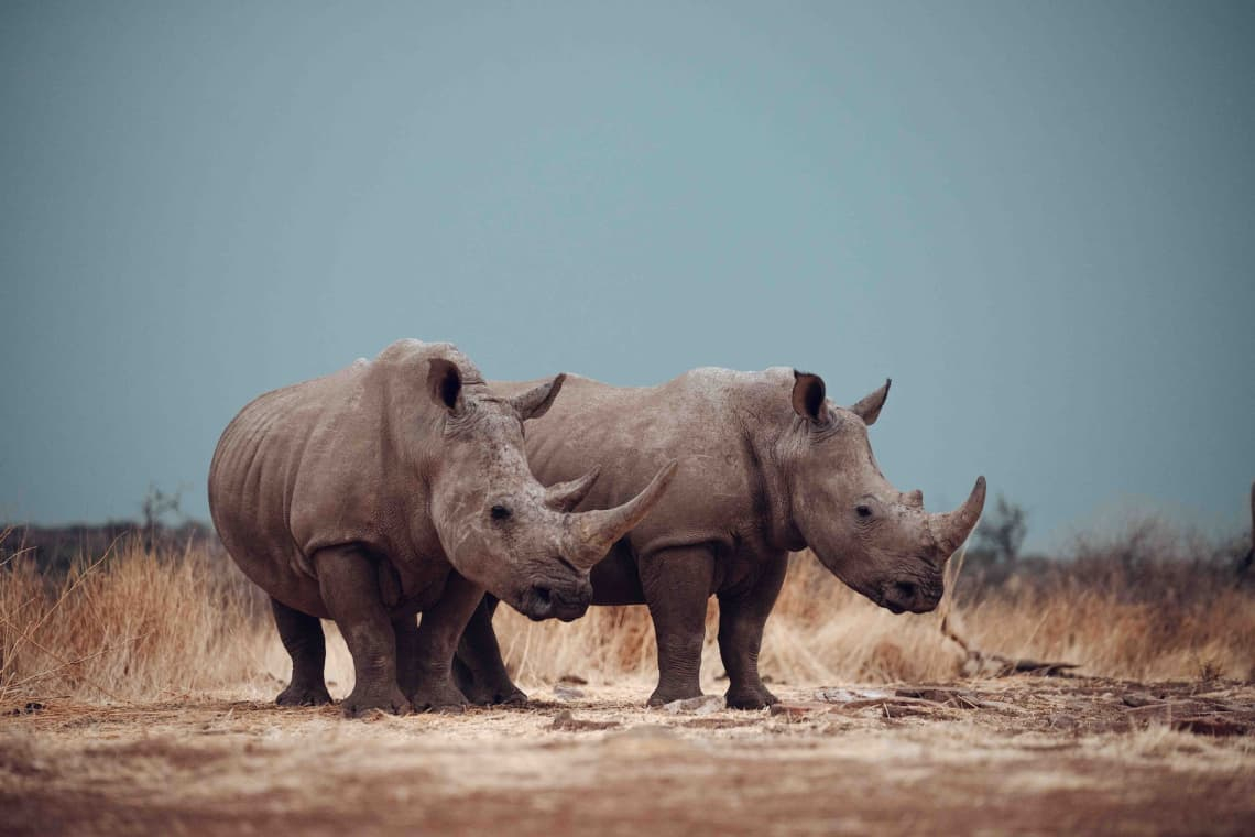 A Safe Haven for Namibian Endangered Wildlife