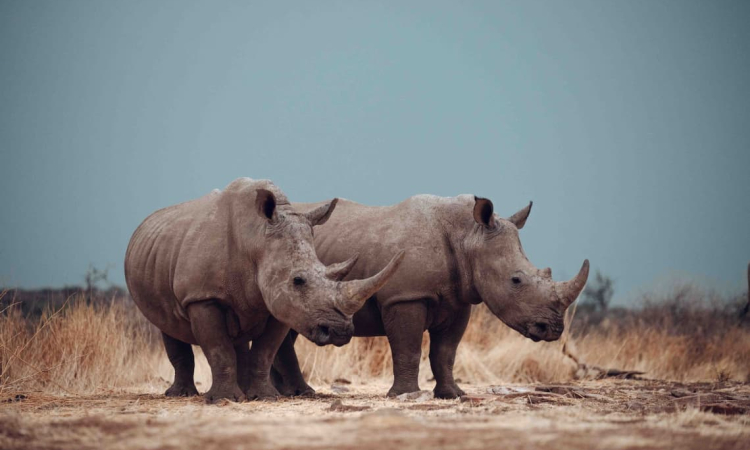 endangered rhino namibia