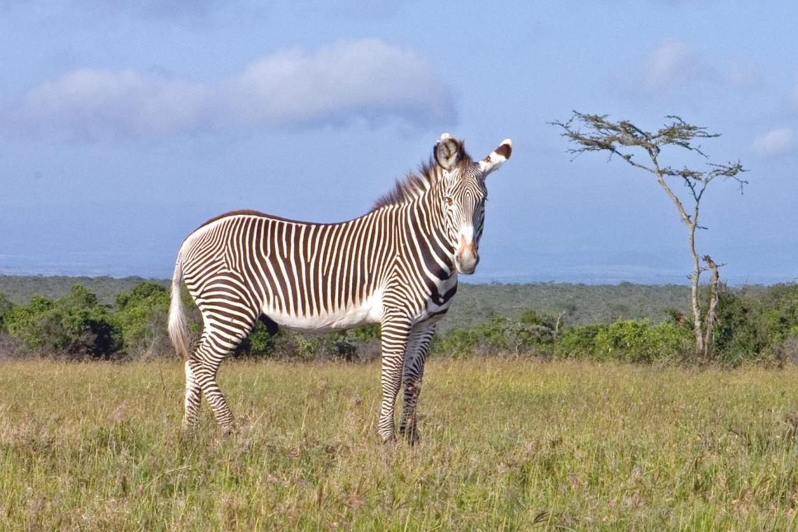 Protecting the Endangered Grevy’s Zebra