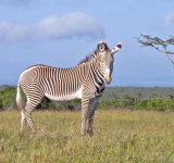 Protecting the Endangered Grevy’s Zebra