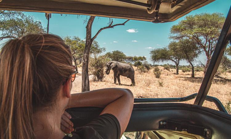safari safety africa