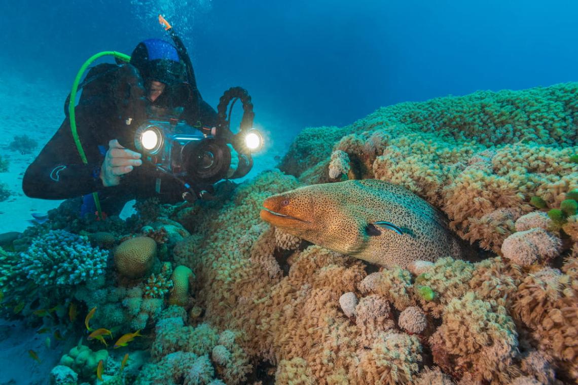 wildlife video footage