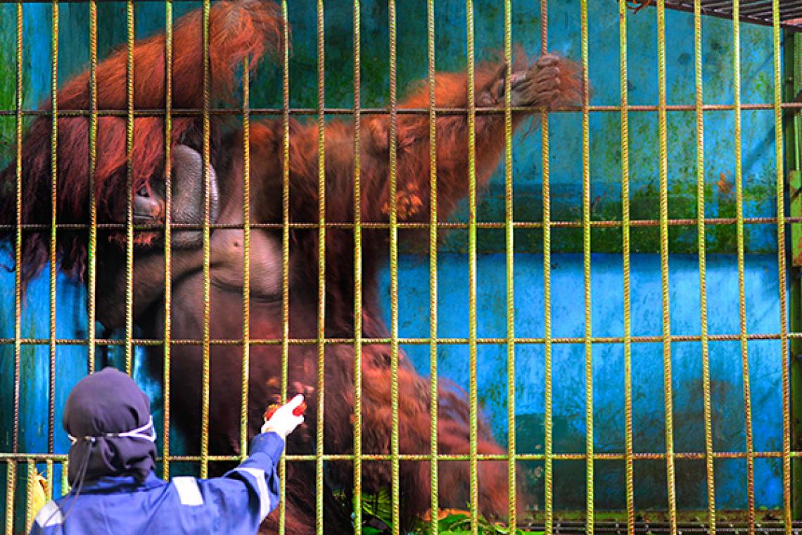 urangutan conservation plight