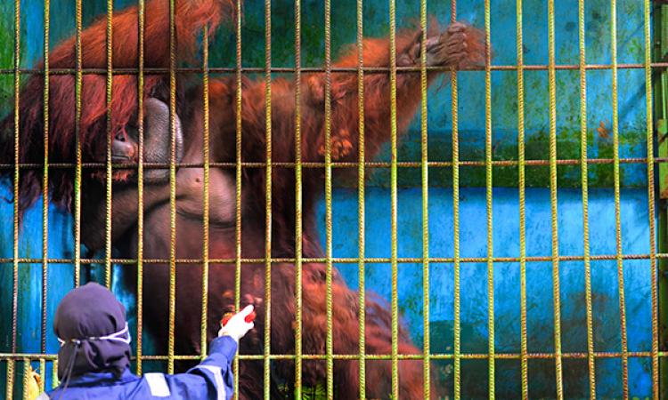 Orangutan Plight: You Can Help End Ambon's Incarceration