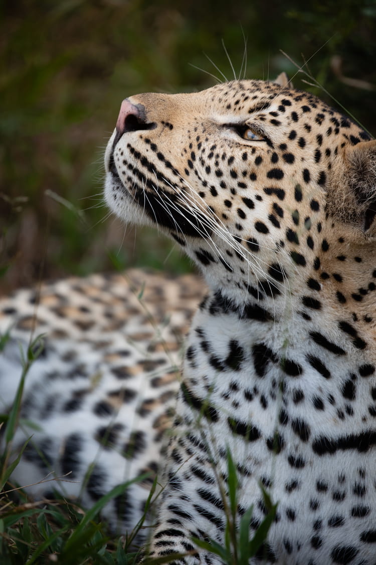leopard conservation south africa