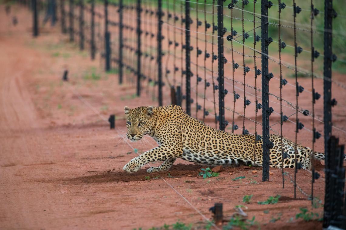 Capturing the Leopard's Struggle and Beauty: a Wildlife Photographer's Perspective