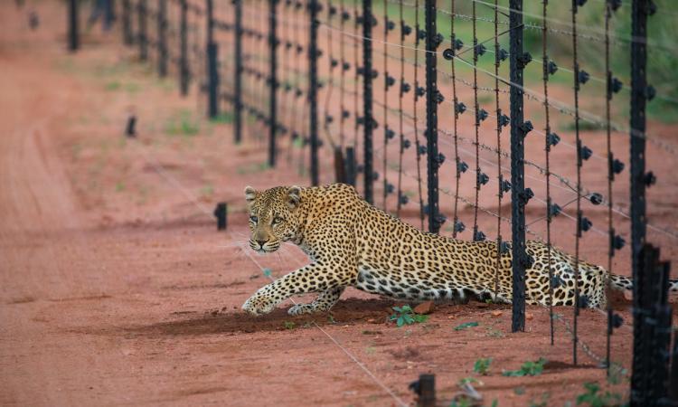 leopard conservation owen grobler