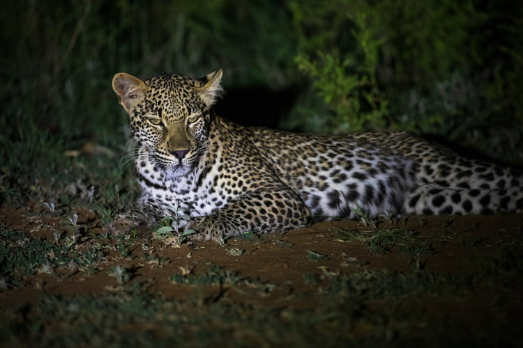 leopard conservation south africa