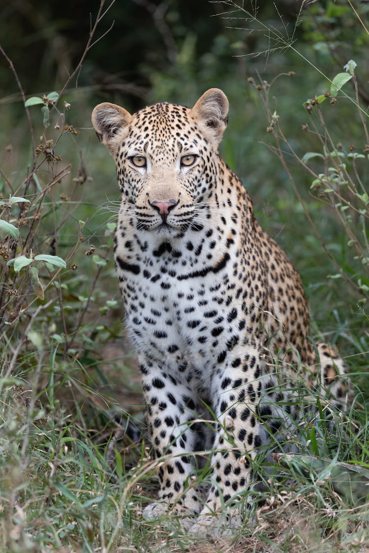 leopard conservation south africa