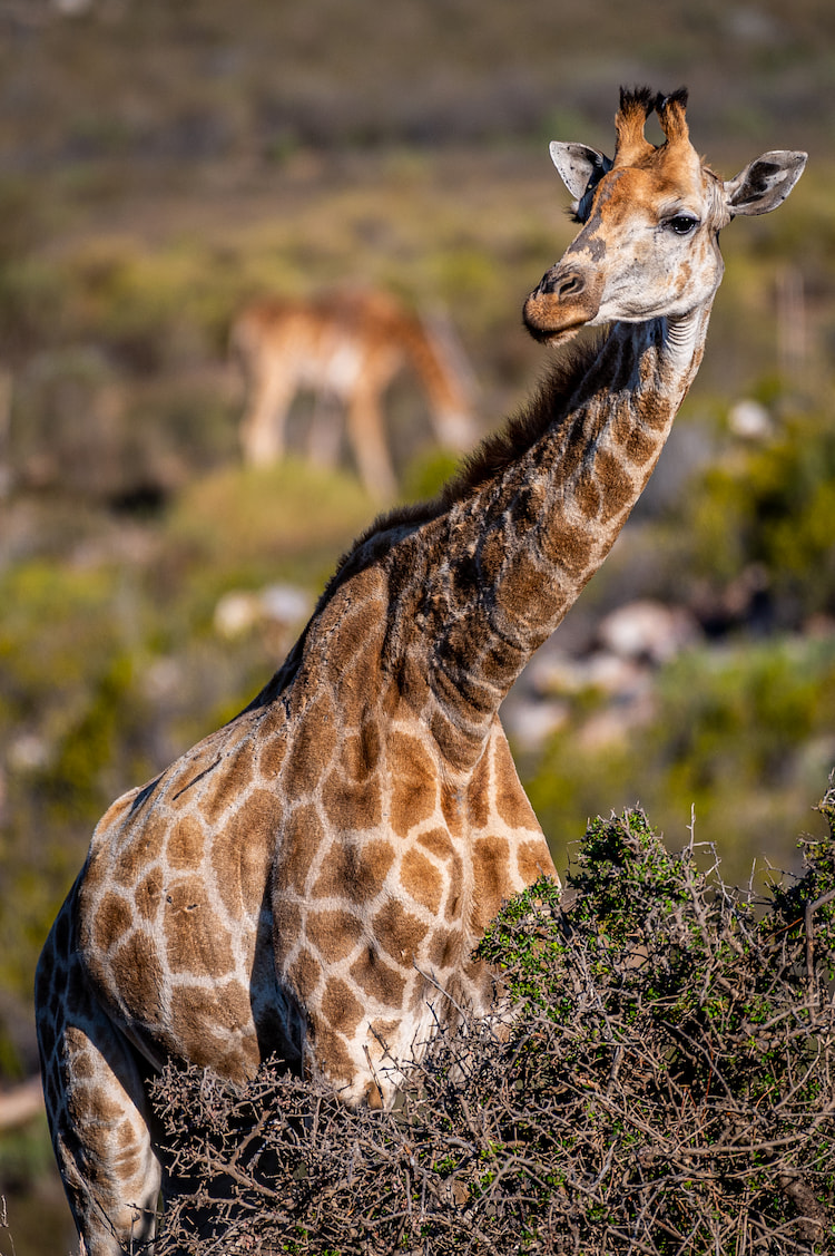 nikon z6ii wildlife photography