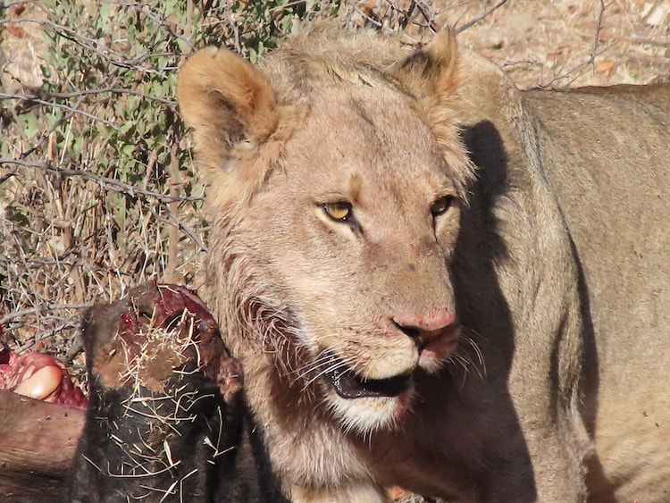 Lion feeding Canon Powershot Zoom Review