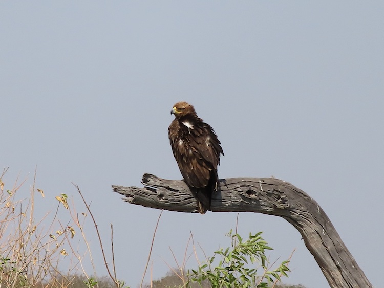 Canon Powershot Zoom Bird Identification