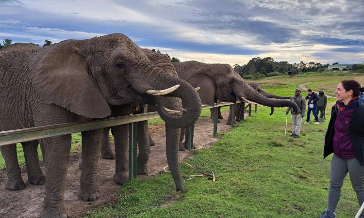 Knysna Elephant Park: More than a Tourist Destination