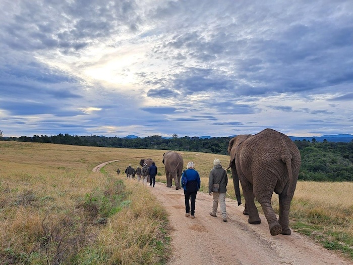 The elephant walk is one of the experiences offered at the park. Knysna Elephant Park