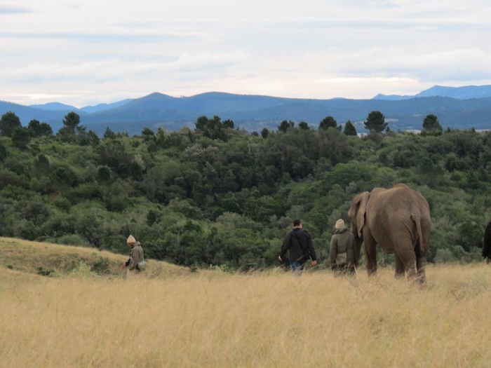 Elephants were once a very common sight in these parts. Knysna Elephant Park