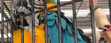 Exotic Pet Trade: the aftermath in South Africa