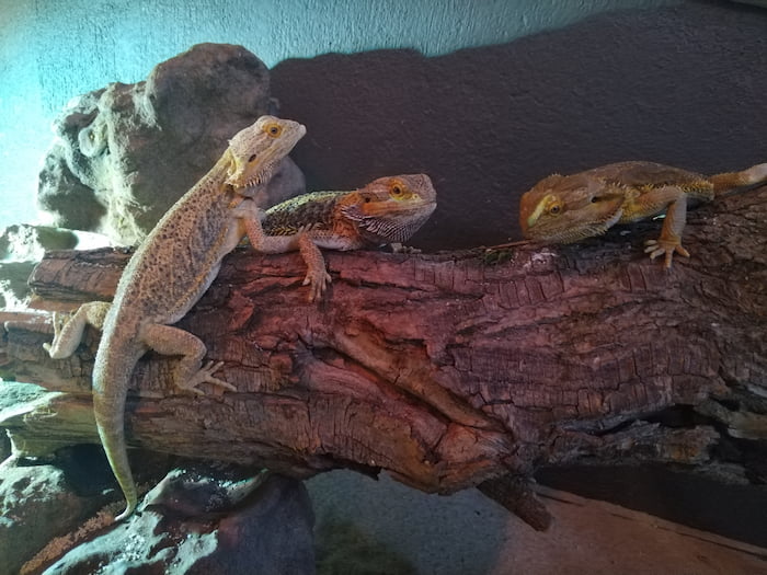 Three bearded dragons from LeBonheur Crocodile Farm. When their family moved to the Western Cape, the owners surrendered them after they discovered their pets were not legal.