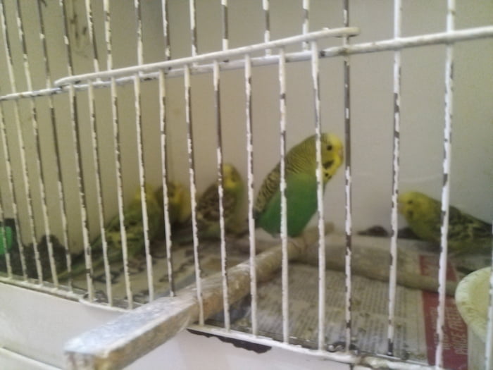 Budgie on a perch in a pet store. 