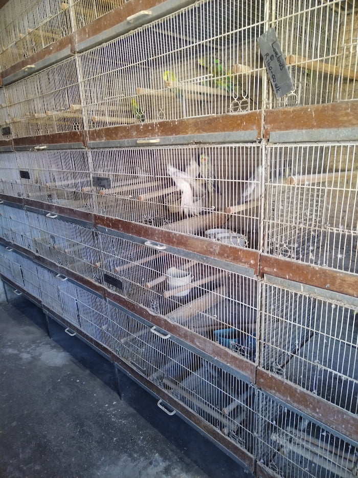 Cockatiels and parakeets in a pet shop.