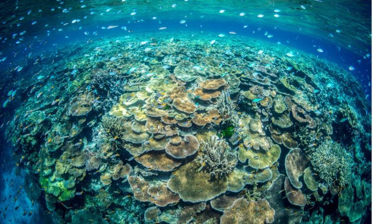Coral reefs and global warming