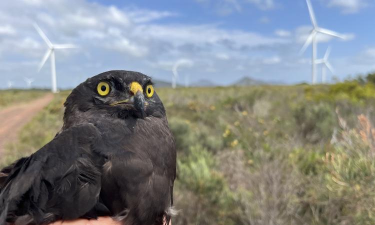 Protecting Raptors against wind turbine collisions: interview with Jeffreys Bay Wind Farm
