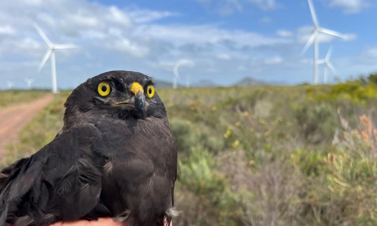 Leading the Way in Conservation Efforts to Protect the Endangered Black Harrier Raptor 