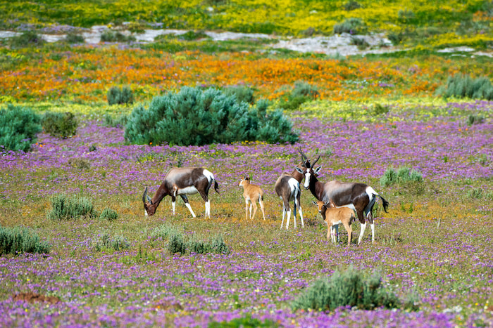 nikon z8 for bird photography