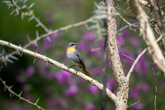 nikon z8 for bird photography