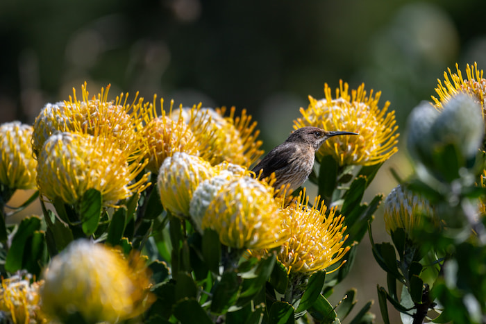 nikon z8 for bird photography