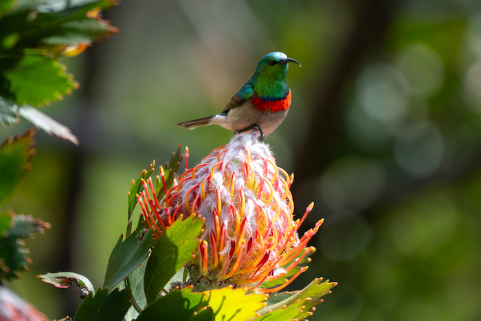 nikon z8 for bird photography