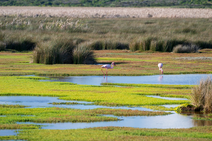 nikon z8 for bird photography