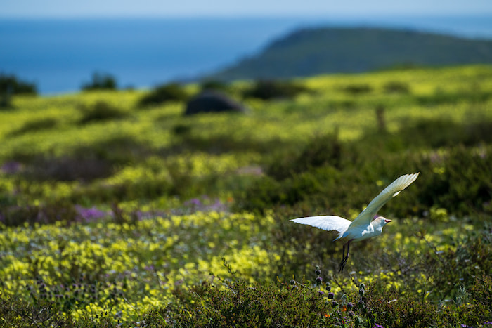 nikon z8 for bird photography