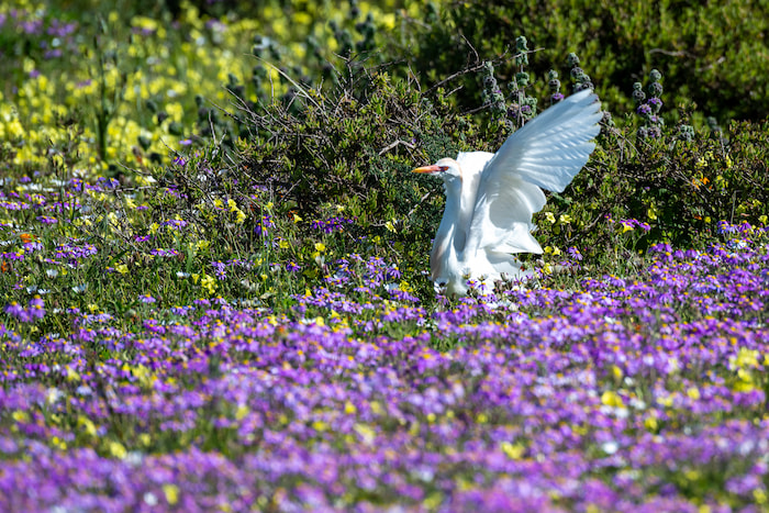 nikon z8 for bird photography