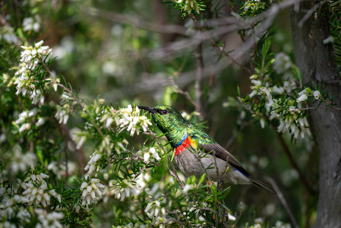 nikon z8 for bird photography