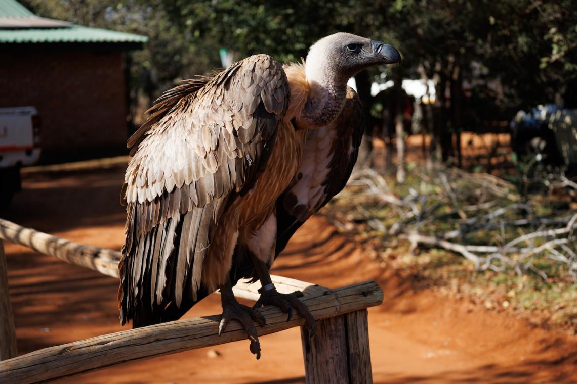 Saving Wildlife Through Innovation: The Victoria Falls Wildlife Trust Story