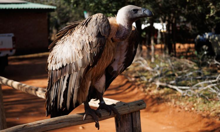 Saving Wildlife Through Innovation: The Victoria Falls Wildlife Trust Story