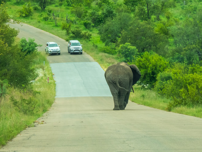 Elephant Kruger Park