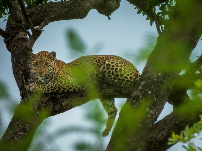 kruger park leopard