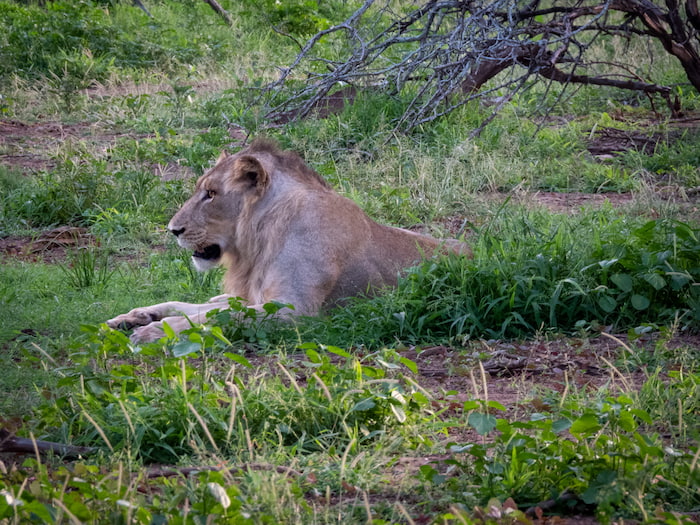 kruger park lion