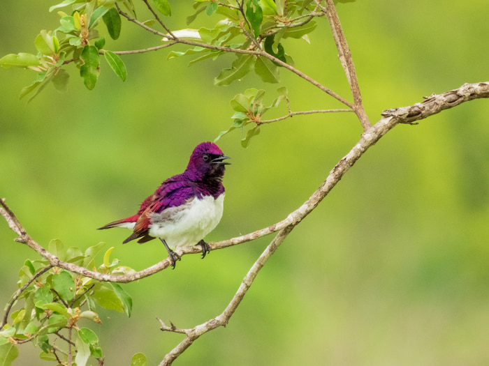 kruger park violet backed starling