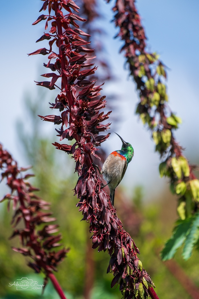 nikon z8 for bird photography