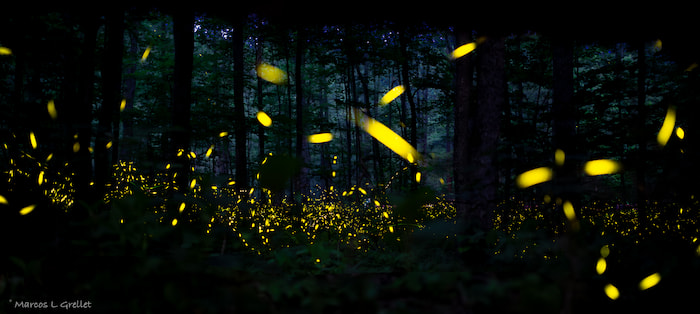 Dimming Lights: Witnessing the Enchanting Firefly Show in the Smoky ...