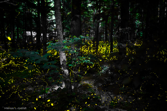 fireflies show rocky mountain national park