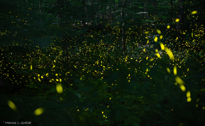 Dimming Lights: Witnessing the Enchanting Firefly Show in the Smoky ...