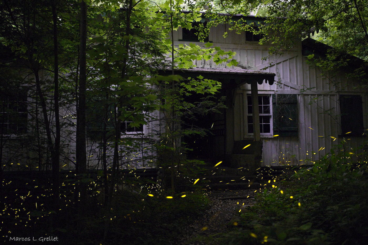 Beyond Fireflies: Bioluminescent Organisms - The National Wildlife