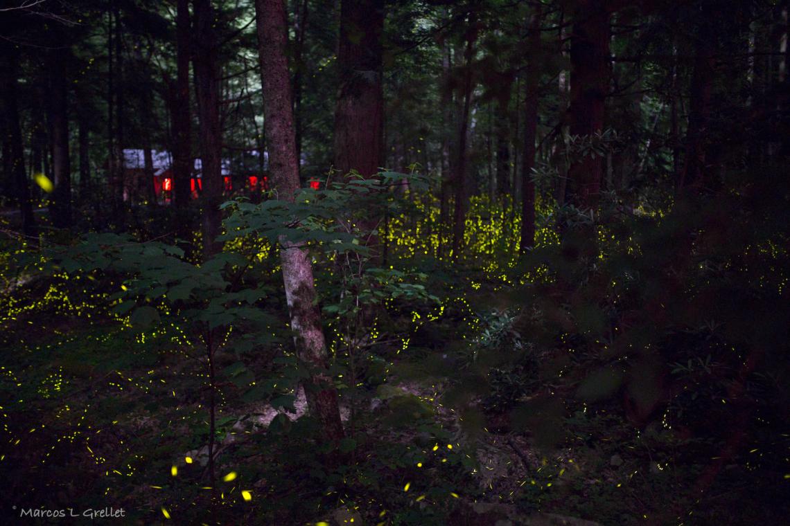 Dimming Lights: Witnessing the Enchanting Firefly Show in the Smoky Mountains National Park