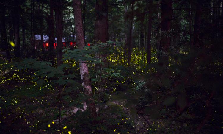 fireflies show smoky mountain national park tennessee