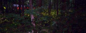 Dimming Lights: Witnessing the Enchanting Firefly Show in the Smoky Mountains National Park