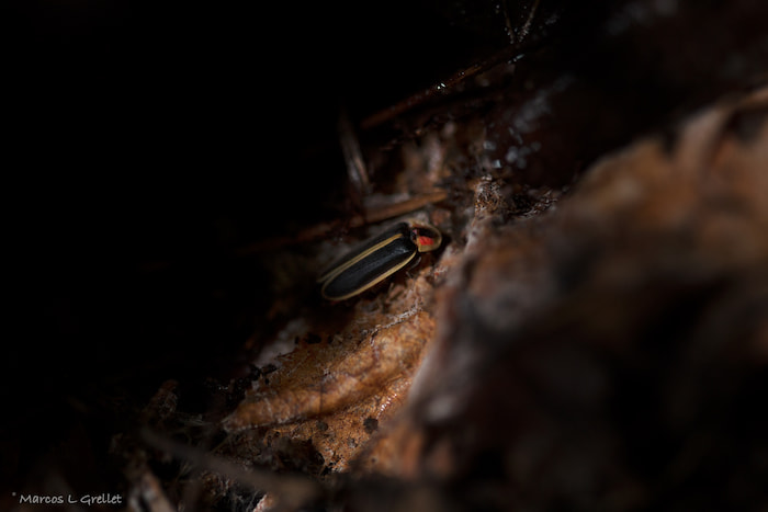 fireflies show rocky mountain national park
